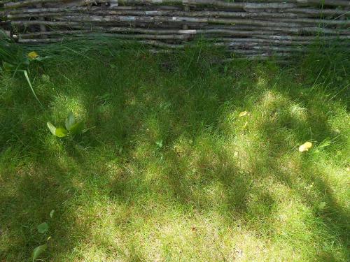 Газон пожелтел после удобрений. От чего появляется желтизна на всем газоне или на большей его части 05 Газон пожелтел после удобрений. От чего появляется желтизна на всем газоне или на большей его части 05