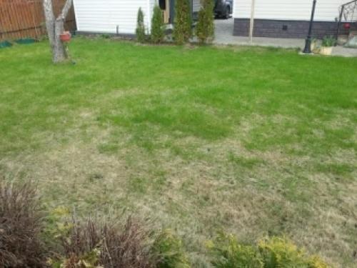 Почему газон желтеет после стрижки. Серьезная проблема – недостаток элементов питания 04