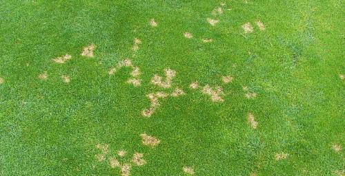 Болезни газона: фото, описание и меры борьбы