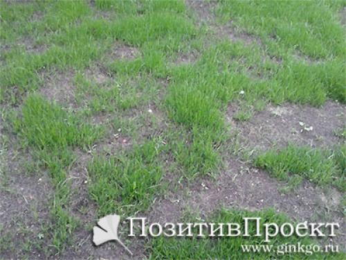 Газон пожелтел после удобрений. От чего появляется желтизна на всем газоне или на большей его части 19 Газон пожелтел после удобрений. От чего появляется желтизна на всем газоне или на большей его части 19