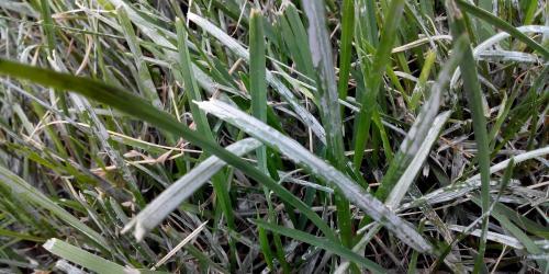 Болезни газона: фото, описание и меры борьбы