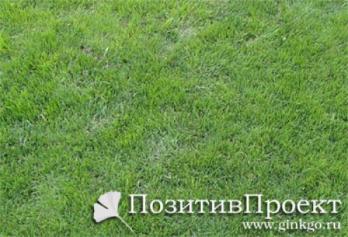 Газон пожелтел после удобрений. От чего появляется желтизна на всем газоне или на большей его части 22 Газон пожелтел после удобрений. От чего появляется желтизна на всем газоне или на большей его части 22