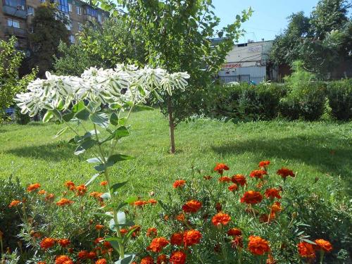 Газон пожелтел после удобрений. От чего появляется желтизна на всем газоне или на большей его части 13 Газон пожелтел после удобрений. От чего появляется желтизна на всем газоне или на большей его части 13