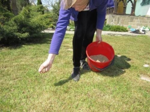 Почему газон желтеет после стрижки. Серьезная проблема – недостаток элементов питания 03