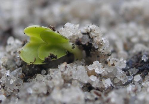 Что посадить под зиму? Какие овощи и цветы сеять осенью?