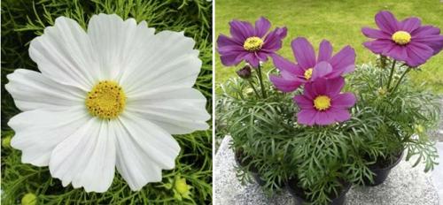 Космея посадка под зиму. Когда сажать цветок космею – выращивание из семян, посадка и уход