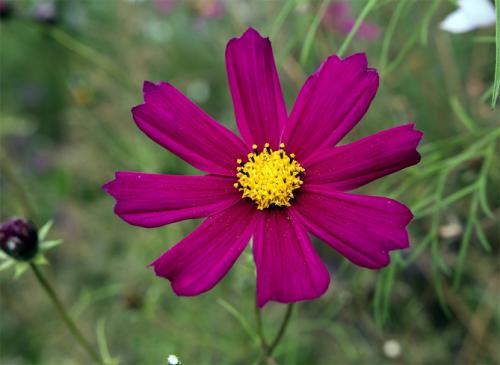 Космея посадка под зиму. Когда сажать цветок космею – выращивание из семян, посадка и уход