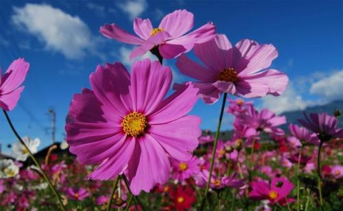 Космея посадка под зиму. Когда сажать цветок космею – выращивание из семян, посадка и уход