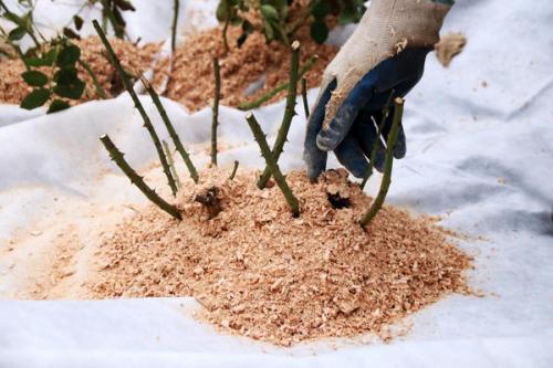Какие материалы лучше всего использовать для утепления стволов деревьев. Торф, листва или хвойный опад? Чем утеплить корневую систему растений при укрытии на зиму
