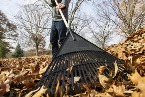 В чем разница между укрытием и утеплением деревьев. С чего начинают подготовку