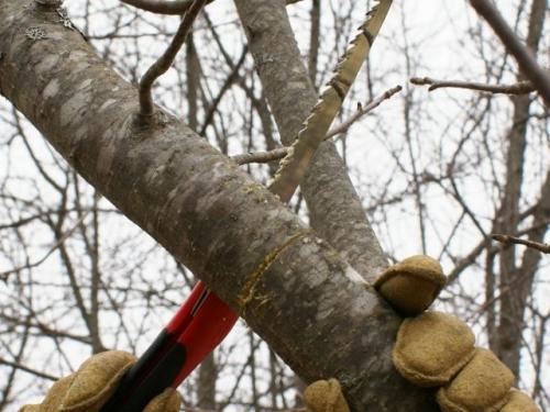 В каком случае требуется обрезка деревьев и кустарников перед зимой. Какая бывает обрезка?