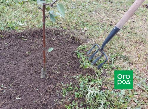 Советы по сохранению молодых саженцев плодовых деревьев зимой 01 Советы по сохранению молодых саженцев плодовых деревьев зимой 01