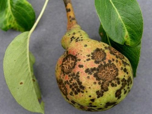 На листьях груши наросты. ПАМЯТКА ПО БОРЬБЕ СО РЖАВЧИНОЙ ГРУШИ 05 На листьях груши наросты. ПАМЯТКА ПО БОРЬБЕ СО РЖАВЧИНОЙ ГРУШИ 05