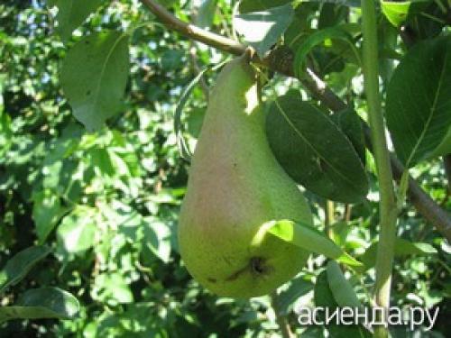 Белые пятна на листьях груши. Белая пятнистость листьев груши