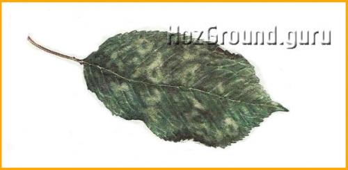 Пятнистость листьев груши. Болезни листьев груши