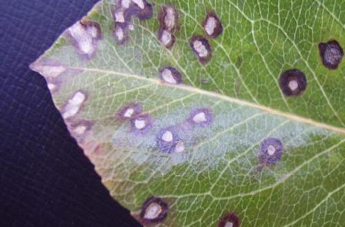 Пятнистость листьев груши. Болезни листьев груши