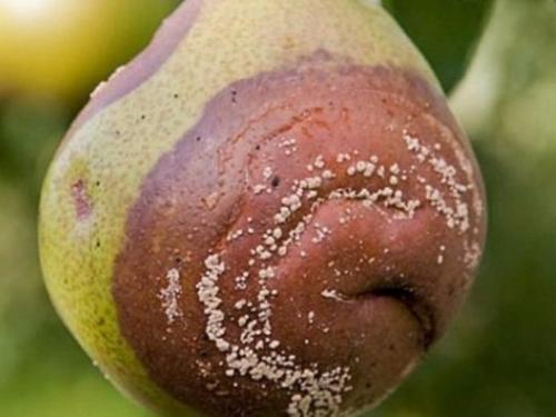 На листьях груши наросты. ПАМЯТКА ПО БОРЬБЕ СО РЖАВЧИНОЙ ГРУШИ 04 На листьях груши наросты. ПАМЯТКА ПО БОРЬБЕ СО РЖАВЧИНОЙ ГРУШИ 04