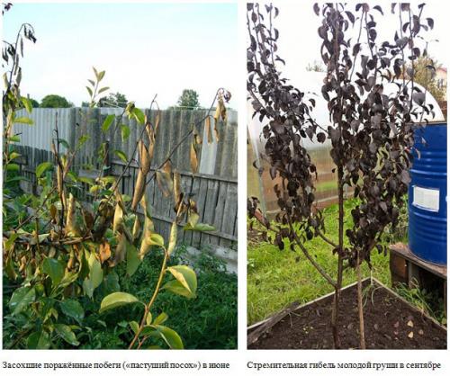 Пятнистость листьев груши. Болезни листьев груши