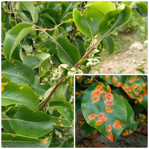 Обработка груши от ржавчины. Что такое ржавчина