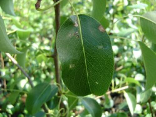 Белые пятна на листьях груши. Белая пятнистость листьев груши