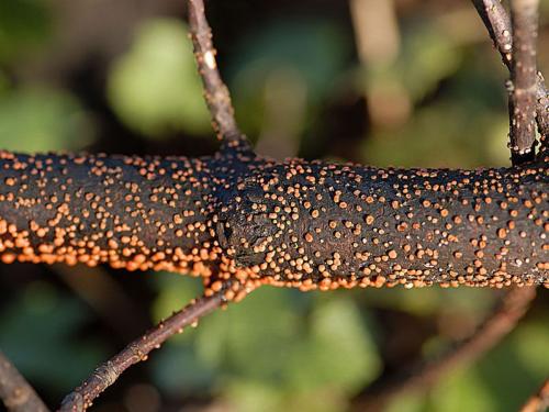 На листьях груши наросты. ПАМЯТКА ПО БОРЬБЕ СО РЖАВЧИНОЙ ГРУШИ 07 На листьях груши наросты. ПАМЯТКА ПО БОРЬБЕ СО РЖАВЧИНОЙ ГРУШИ 07