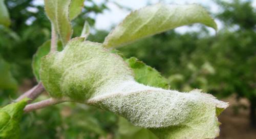 Пятнистость листьев груши. Болезни листьев груши