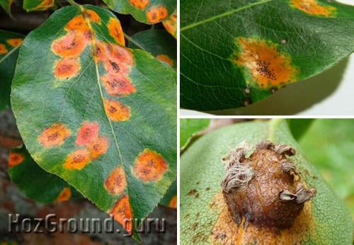Пятнистость листьев груши. Болезни листьев груши