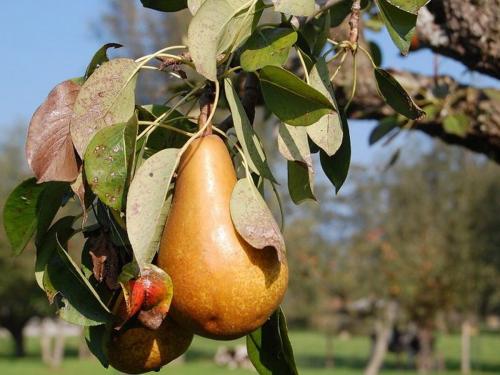 На листьях груши наросты. ПАМЯТКА ПО БОРЬБЕ СО РЖАВЧИНОЙ ГРУШИ 03 На листьях груши наросты. ПАМЯТКА ПО БОРЬБЕ СО РЖАВЧИНОЙ ГРУШИ 03