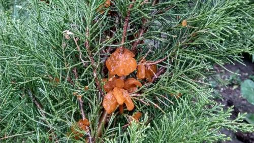 На листьях груши наросты. ПАМЯТКА ПО БОРЬБЕ СО РЖАВЧИНОЙ ГРУШИ