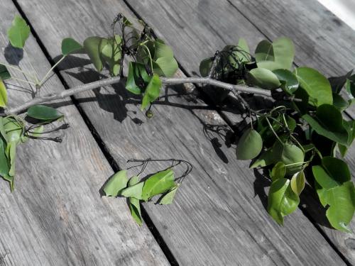 На листьях груши наросты. ПАМЯТКА ПО БОРЬБЕ СО РЖАВЧИНОЙ ГРУШИ 08 На листьях груши наросты. ПАМЯТКА ПО БОРЬБЕ СО РЖАВЧИНОЙ ГРУШИ 08