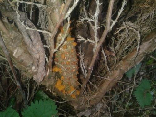 На листьях груши наросты. ПАМЯТКА ПО БОРЬБЕ СО РЖАВЧИНОЙ ГРУШИ