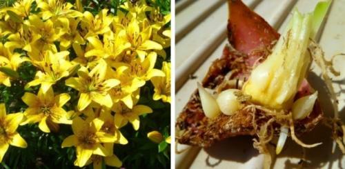 Посадка лилий с ростками осенью. Как посадить проросшие лилии осенью 03