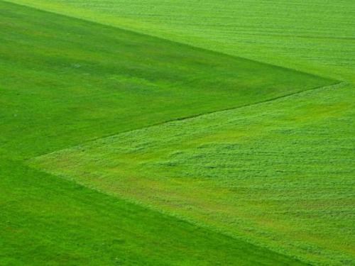 Почему трава желтеет осенью. Хлорофилл и процесс фотосинтеза