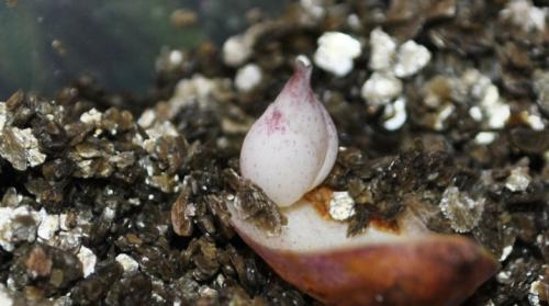 Размножение лилий осенью. Особенности и правила размножения лилий чешуйками