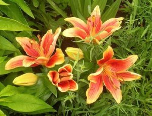 Посадка лилий с ростками осенью. Как посадить проросшие лилии осенью 05