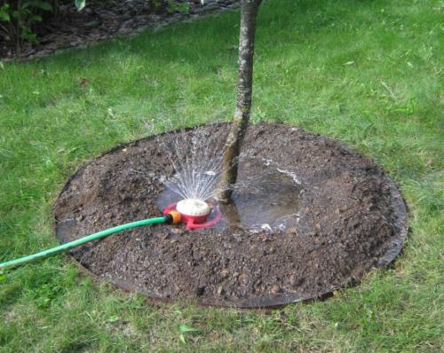 Основные шаги для подготовки плодовых деревьев к зиме 05 Основные шаги для подготовки плодовых деревьев к зиме 05