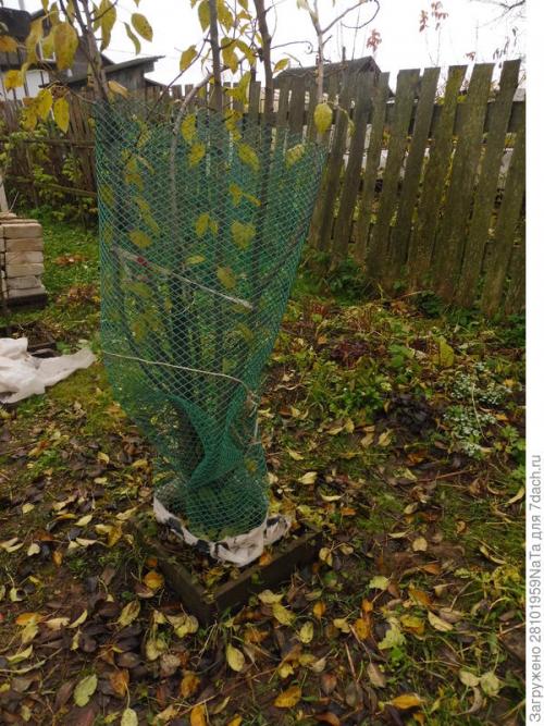 Как защитить молодые деревья от замерзания и повреждений морозом. Укрываем и защищаем молодые деревья