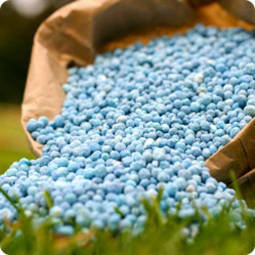 Как подготовить почву вокруг саженцев плодовых деревьев к зимнему периоду. КАК ПОДГОТОВИТЬ САД К ЗИМЕ