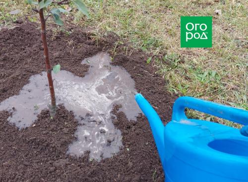 Как подготовить саженцы плодовых деревьев к зиме: основные нюансы 04 Как подготовить саженцы плодовых деревьев к зиме: основные нюансы 04