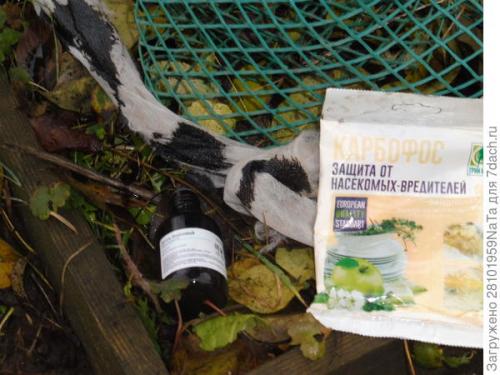 Как защитить молодые деревья от замерзания и повреждений морозом. Укрываем и защищаем молодые деревья