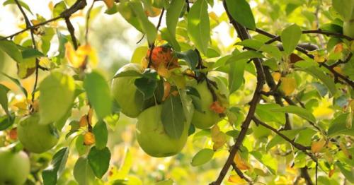 Влияет ли осенняя подкормка на морозостойкость саженцев. Когда делать осеннюю подкормку