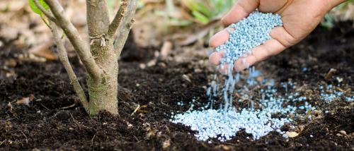 Какие питательные вещества можно вносить осенью для укрепления кустарников. Правила осенней подкормки