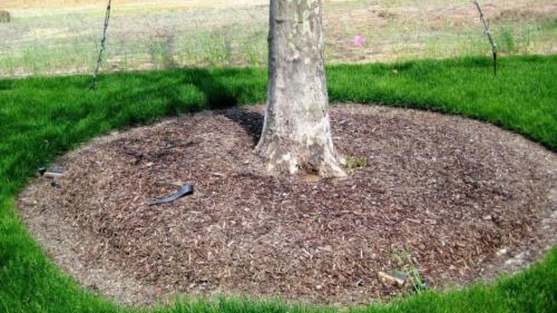 Основные шаги для подготовки плодовых деревьев к зиме 02 Основные шаги для подготовки плодовых деревьев к зиме 02