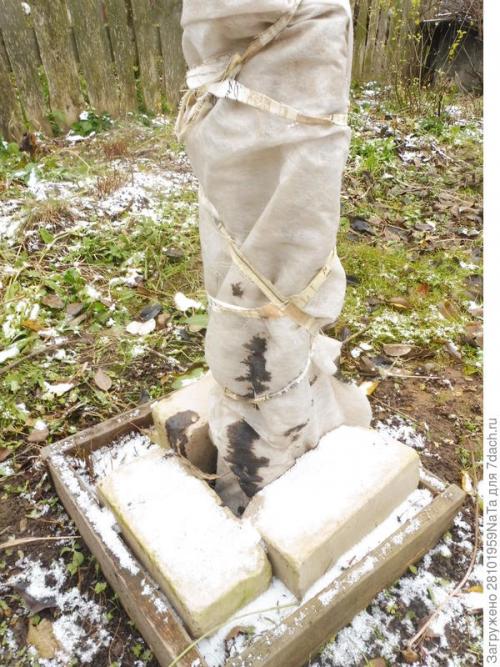 Как защитить молодые деревья от замерзания и повреждений морозом. Укрываем и защищаем молодые деревья