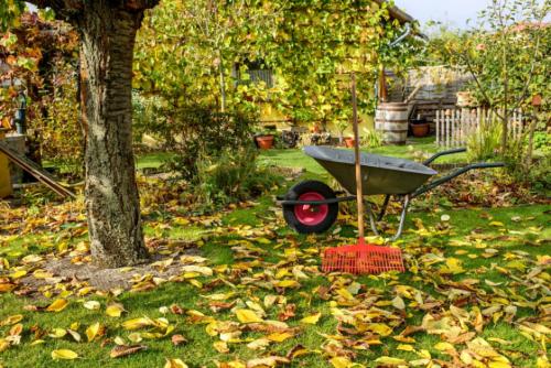 Основные шаги для подготовки плодовых деревьев к зиме 03 Основные шаги для подготовки плодовых деревьев к зиме 03