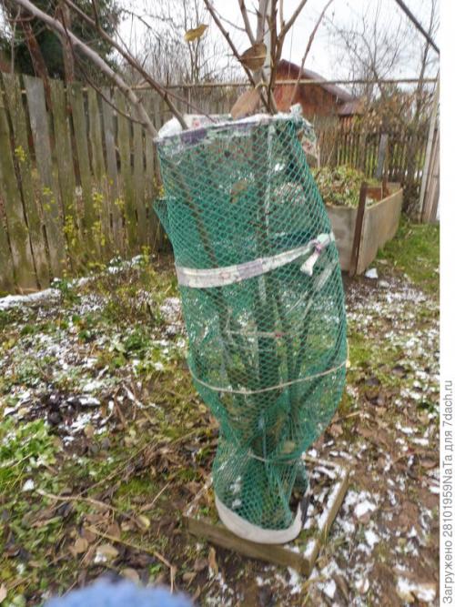 Как правильно укрыть саженцы плодовых деревьев на зиму. Укрываем и защищаем молодые деревья