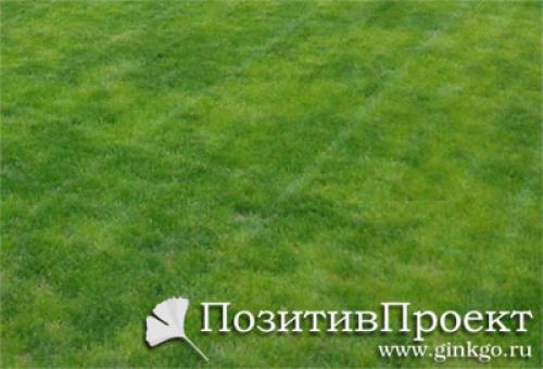Почему желтеет молодая газонная трава пятнами. Почему желтеет газонная трава? | Причины и меры первой помощи (Фото & Видео) +Отзывы 13