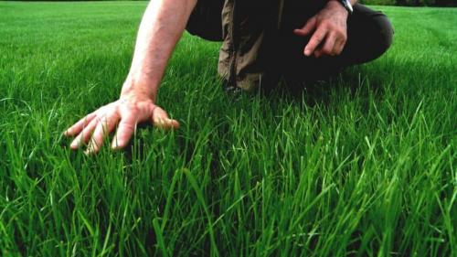 Почему желтеет молодая газонная трава пятнами. Почему желтеет газонная трава? | Причины и меры первой помощи (Фото  Видео) +Отзывы