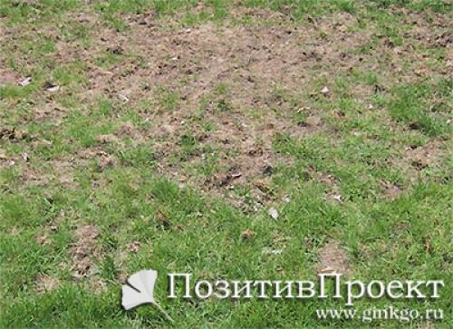 Почему желтеет молодая газонная трава пятнами. Почему желтеет газонная трава? | Причины и меры первой помощи (Фото & Видео) +Отзывы 15
