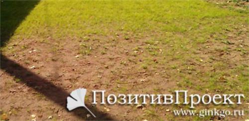 Почему желтеет молодая газонная трава пятнами. Почему желтеет газонная трава? | Причины и меры первой помощи (Фото & Видео) +Отзывы 12